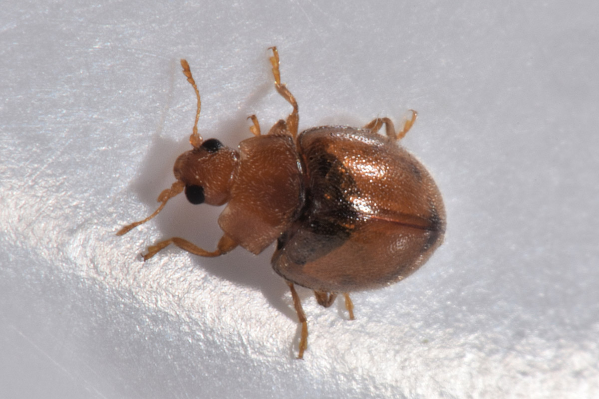 Coccinellidae: Rhyzobius litura